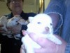 NOT FISHING RELATED - WE HAVE PURE BRED CHIHUAHUA PUPS FOR SALE (SECOND LITTER)